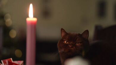 A romantic black cat