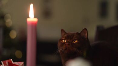 A romantic black cat