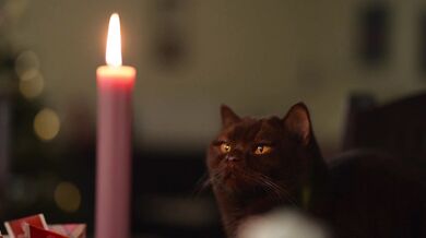 A romantic black cat