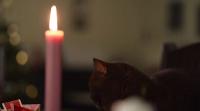 A romantic black cat