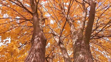 Autumn leafs and colors