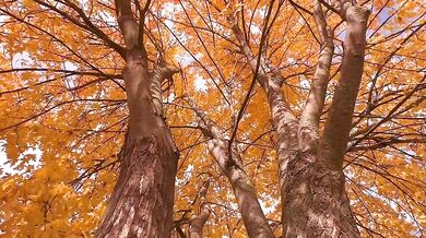 Autumn leafs and colors