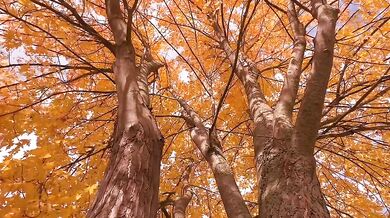 Autumn leafs and colors