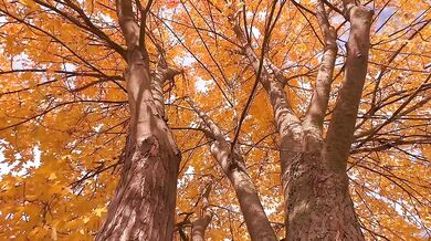 Autumn leafs and colors