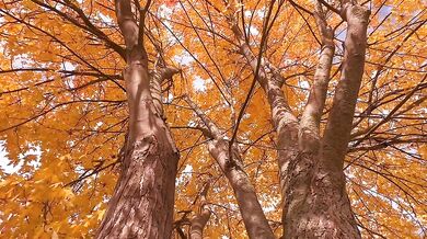 Autumn leafs and colors
